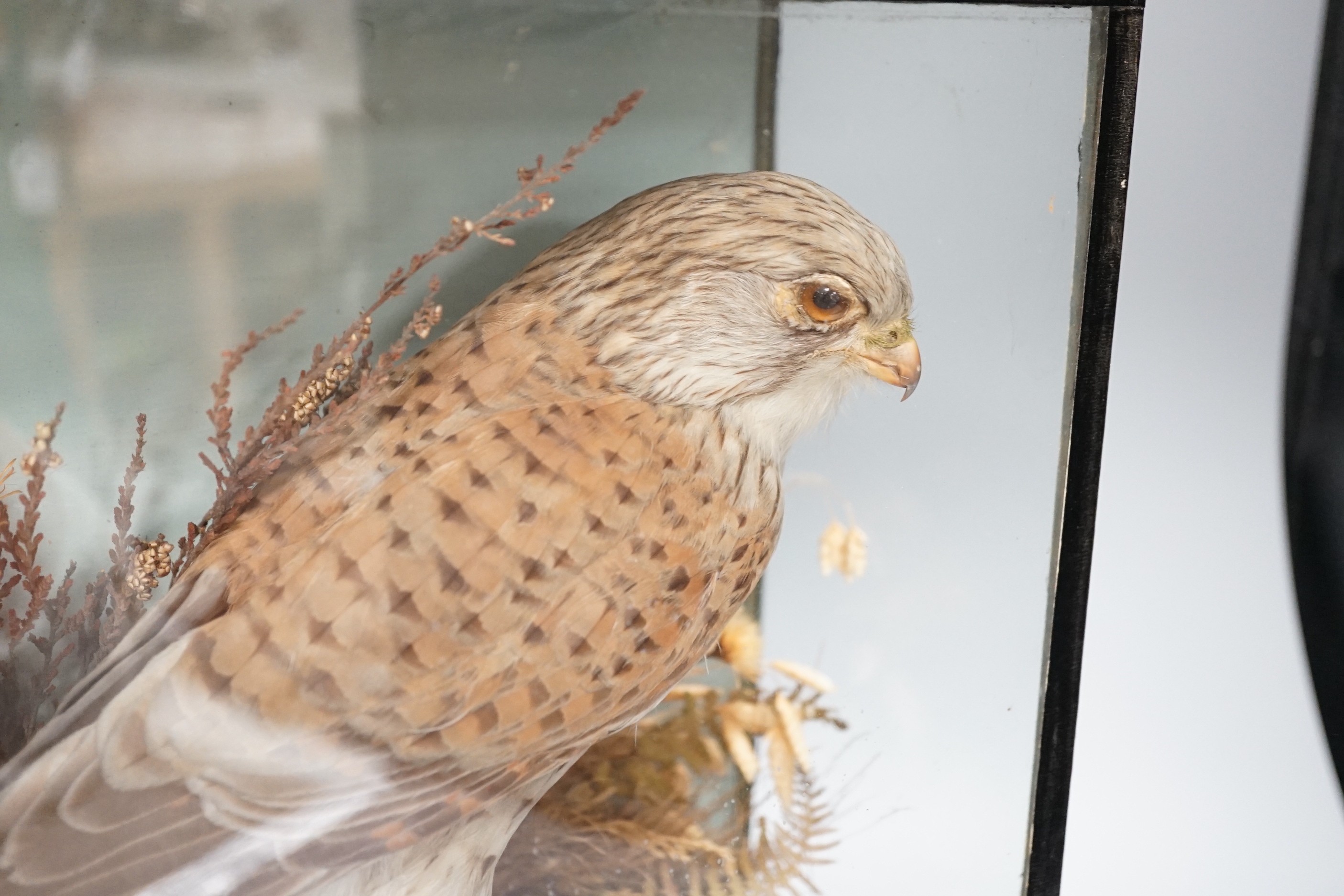 A cased taxidermic kestrel, case 31cms wide x 35cms high.